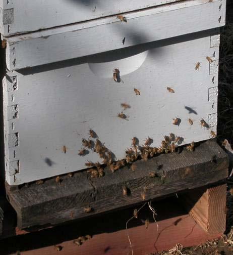 Honeybee pollination 2 to 4 hives per