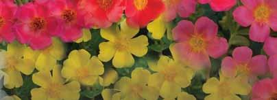6 to 2 inches shorter than those grown in Sunshine PazzazTM Portulaca Oleracea Ex tensively Trialed in USA BEST IN ITS CLASS! Figure 3a and 3b.