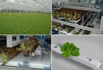 China: row covers lettuces Belgium: