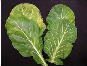 water loss Cool as soon as possible Leafy green grower,
