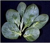 Postharvest Technology of Horticultural Crops Short Course // Spinach Quality Parameters