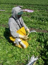 com Mechanical harvest of young spinach for washed and packaged product Spinach Damage