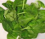 ºC (ºF) Cantwell, UC Davis Typical defects (% damaged leaves) in spinach from commercially processed and packaged product. Defect level Food Service Retail None or slight.. Moderate.