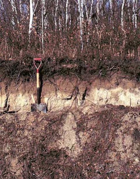 A Natural, Forest Soil Profile