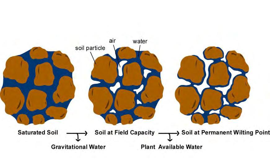 IV. SOIL WATER - Storage Water Holding Capacity Amount of water a soil can retain is influenced by: