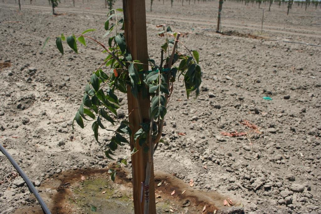RATHER THAN STRIPPING THE ROOTSTOCK, I STILL RECOMMEND THE STANDARD TIPPING OF