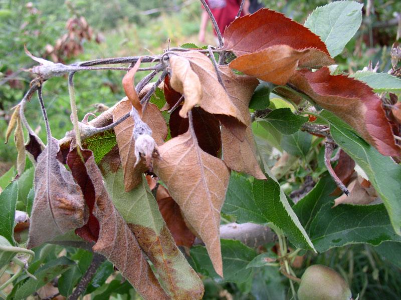 Pruning and sanitation helps Streptomycin sprays during