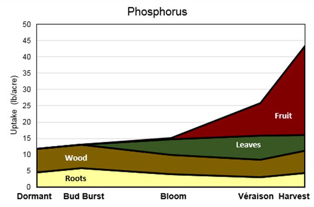 Phosphorus Phosphorus (P) is vital to plant growth, and is an essential component of many biological compounds within a plant, including nucleic acids, sugar phosphates, enzymes, and energy-rich