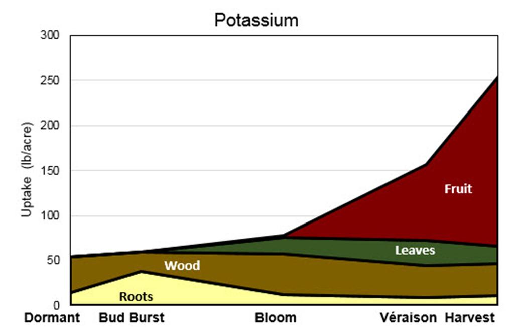 Figure 7. Timing and placement of potassium uptake by vines. Image modified from Pradubsuk and Davenport 2010 (Concord), and follows similar trends as to those presented by Schreiner et al.