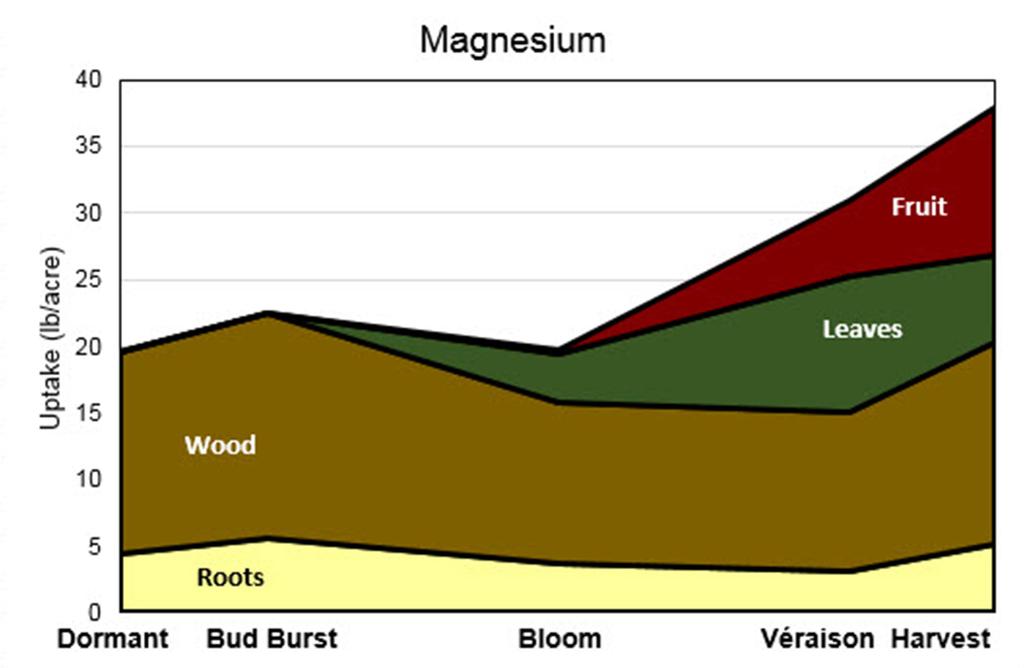 Figure 8. Timing and placement of magnesium uptake by vines. Image modified from Pradubsuk and Davenport 2010 (Concord), and follows similar trends as to those presented by Schreiner et al.