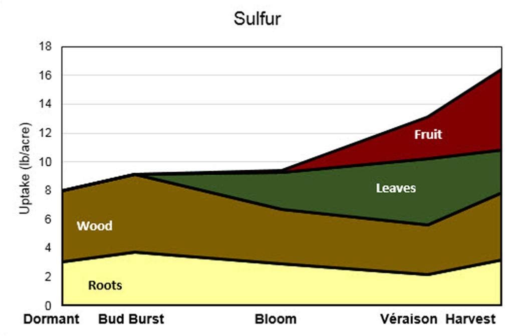 Established vineyards. When vines take up S and where it is stored is pictured in Figure 10. In established vineyards, grapevines generally only require 4 to 8 lb of S per acre each year.