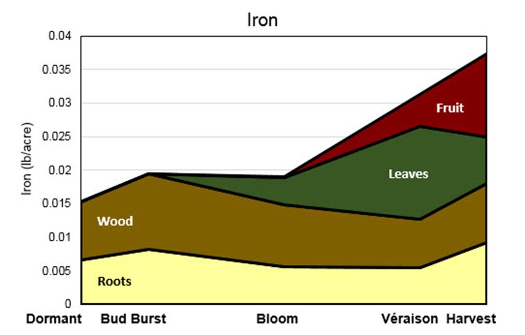 Figure 13. Timing and placement of iron uptake by vines. Image modified from Pradubsuk and Davenport 2010 (Concord), and follows similar trends as to those presented by Schreiner et al.