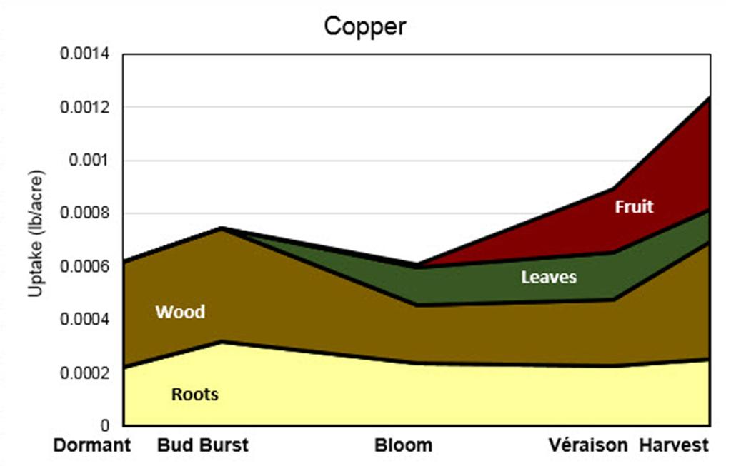 Figure 14. Timing and placement of copper uptake by vines. Image modified from Pradubsuk and Davenport 2010 (Concord), and follows similar trends as to those presented by Schreiner et al.