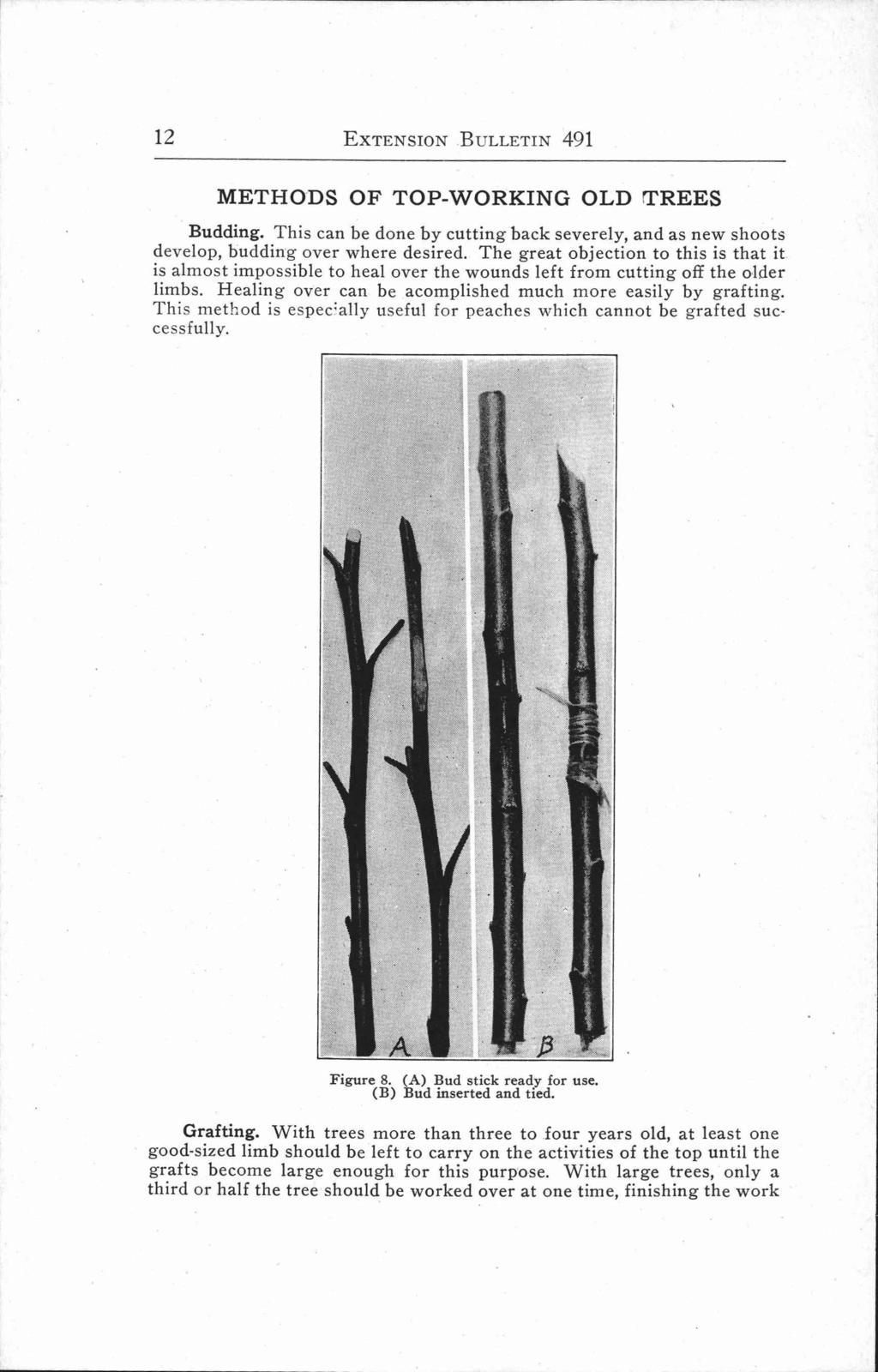 12 EXTENSION BULLETIN 491 METHODS OF TOP-WORKING OLD TREES Budding. This can be done by cutting back severely, and as new shoots develop, budding over where desired.