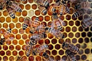 PRIVATE WORKSHOP OFFERINGS 2017 BEEKEEPING AND HONEY TASTING: SPRING/SUMMER/FALL Join our apiarist on a hive check and witness firsthand the secret life of bees!