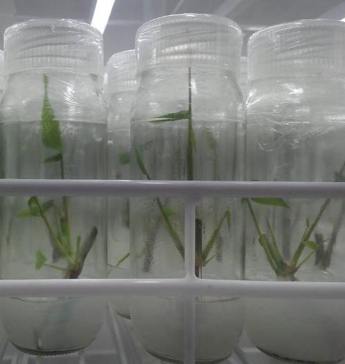 regulators (BA 0.5-1.5 and NAA 0.5-1.5). The treated nodal cultures inoculated in the solid MS media.