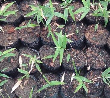 Effect of NAA (1.5 mg/l) in rooting D. Plantation at Green House C D Table.