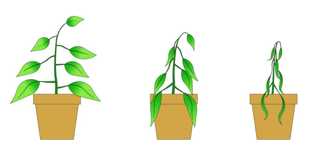 Figurese Fig. 1. Diagram of wilting stages: Stage 1 (Left) Initial wilt, Stage 2 