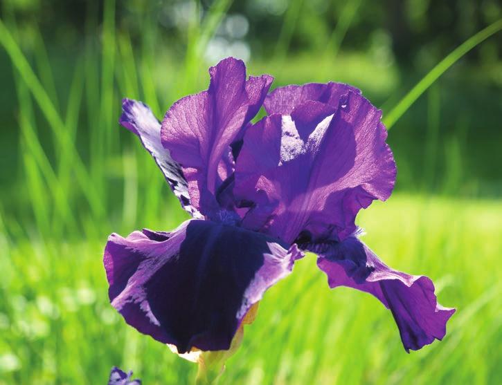 There are several classifications of the bearded iris from miniature dwarf, standard dwarf, intermediate and tall. The tall varieties are the largest group having thousands belonging to it.