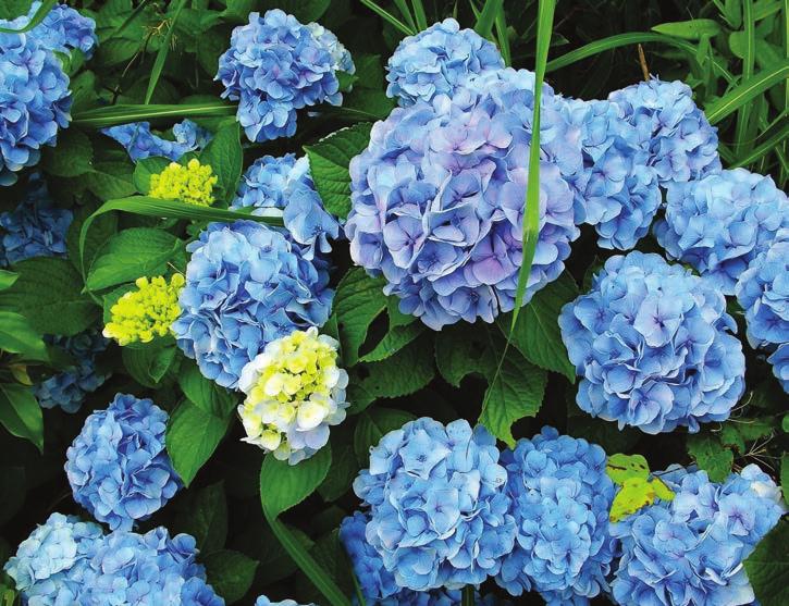 Growing Hydrangeas in Kentucky by Michael Boice and Lauren State Trees & Shrubs 4 Primarily known as a source of summer color flowering June through August long after most shrubs have finished.