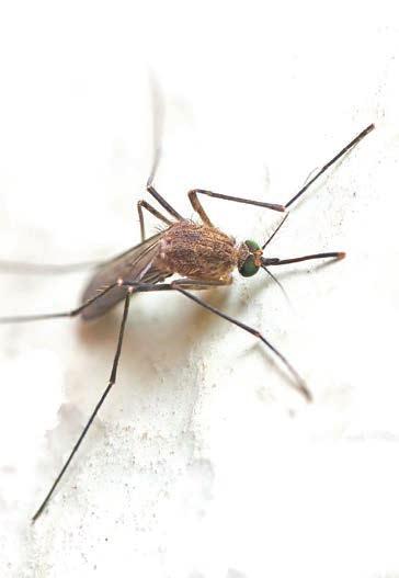 Controlling Mosquitoes by Lee Townsend Pests 5 Controlling mosquitoes is challenging to say the least. You may even think you are fighting a neverending battle.