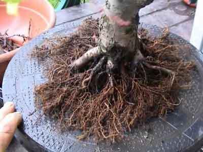Potting the Tree Place a layer of coarse pumice or bonsai soil covering the bottom of the pot. Cover tis with a small mound of your bonsai mix.