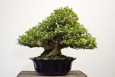 BSD NEWSLETTER PAGE 2 May Program Pot Selection and Member Swap Meet 9:00 AM to Noon, May 6 th - North Haven Gardens An important element of bonsai involves the selection of the best pot to