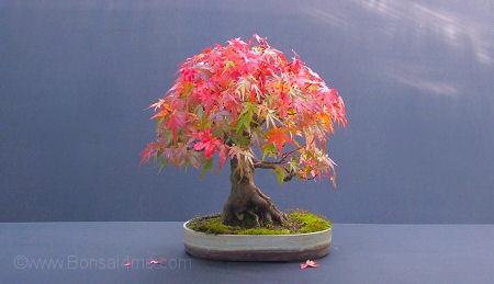 Acer palmatum/ Mountain Maple.