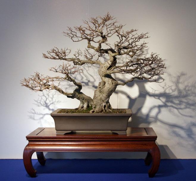 Chinese Elm, Ulmus parvifolia. Donated to the National Bonsai & Penjing Museum by Yee-sun Wu. In training since 1901.