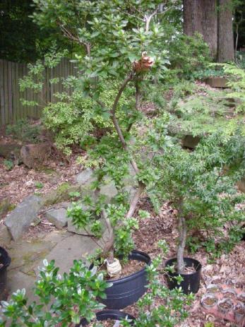The tall azalea was one of several I dug up from Jack FitzSimons backyard when he