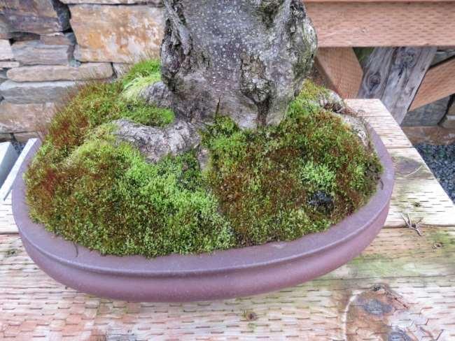 Add moss on the soil after the repot: o Help keep the top of the soil humid which allow roots to grow in the top part of the pot.