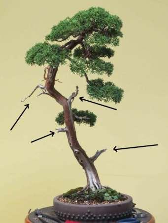 f. Pruning of branches Junipers cannot heal over the wound of a cut branch.