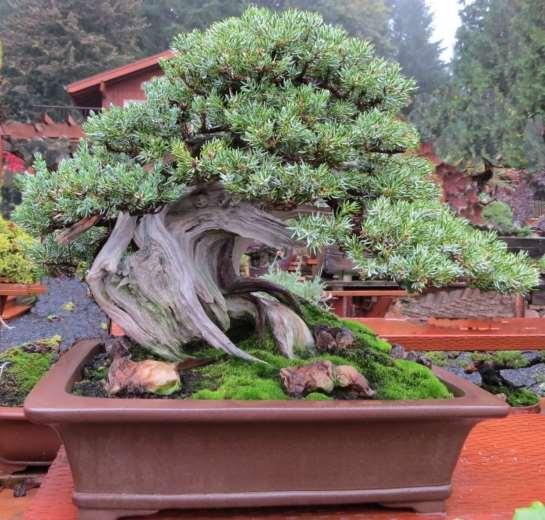 There are junipers which cannot develop mature foliage such as the common juniper and