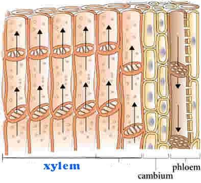 4- The vascular system a.