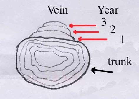 c. Reducing the size of the veins We can reduce the size of a living veins by