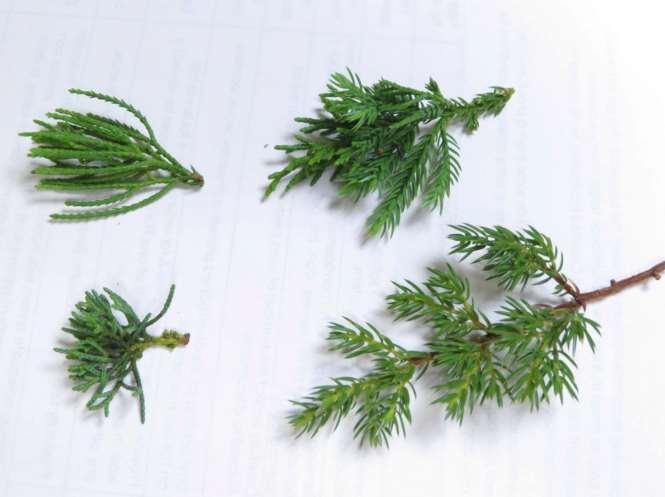 b. Varieties of junipers Mature and compact foliage (e.g. Sargent juniper) Course foliage (e.