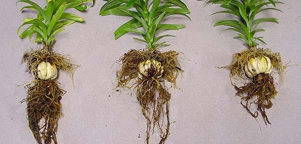 Representative plants of Lilium longiflorum Nellie White 15 weeks after one application of 0