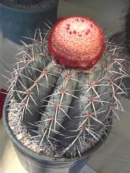 Los Angeles Cactus and Succulent Society Cactus of the Month - July 2010 Melocactus A Melocactus was very likely the first cactus seen by a European explorer, and certainly one of the first to be