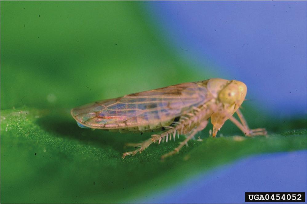 Leafhopper (adult). Courtesy A.C. Magyarosy, Bugwood.