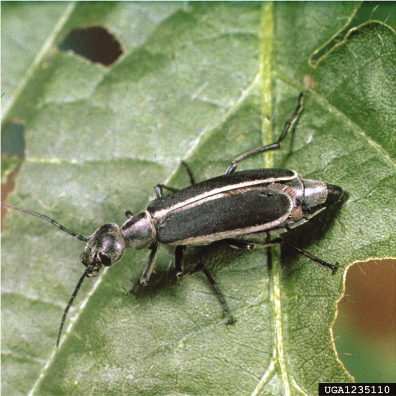 org Margined Blister Beetle.