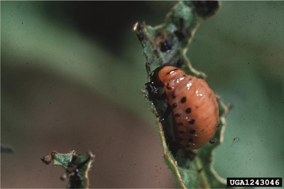 org Colorado Potato Beetle (adult).