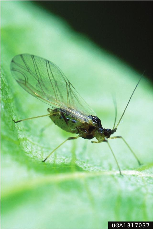 org Green Peach Aphid (nymphs and