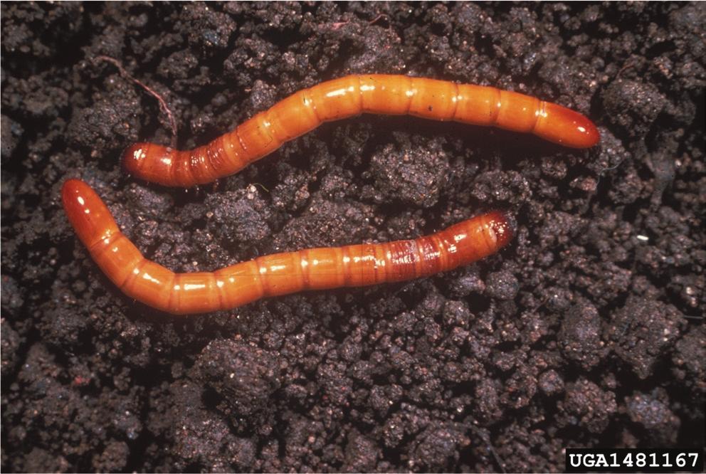 Wireworms. Courtesy Frank Peairs, Colorado State University, Bugwood.org Tomato Hornworm. Courtesy Whitney Cranshaw, Colorado State University, Bugwood.org inches in length.