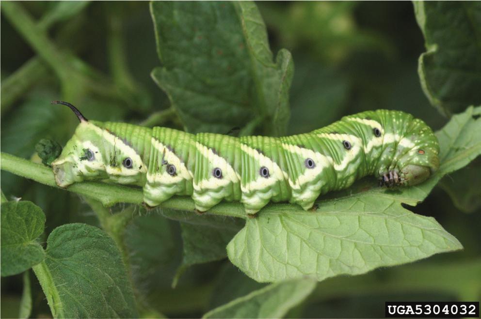 Most caterpillars are found feeding on leaves or fruit and their activity is often noticed by the presence of excrement on leaves or soil.