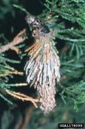 #8 Bagworms Major Pest of