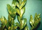 Boxwood leafminer Azalea