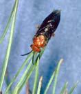 Sawfly adult Controlling