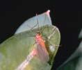 Boxwood Pests Lay Eggs in