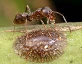 Scale Control by Ant Exclusion