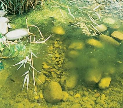 What is pond algae? Whether you have a water garden, decorative pond, stock tank, golf course pond or lake...you probably have had slimy green water or scum on them! What are Algae?